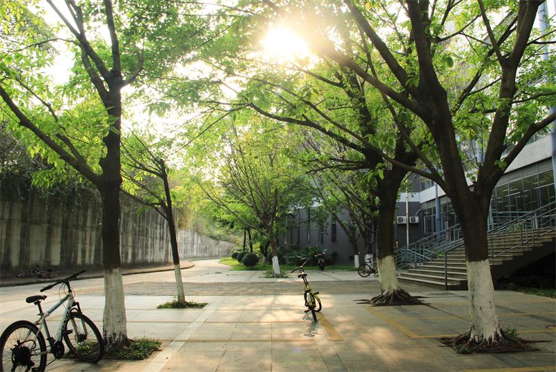 暖春校道（1）
