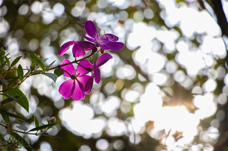 花（3）